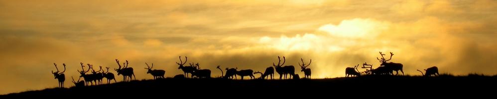 Vinaora Nivo Slider 3.x